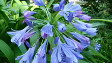 Agapanthus africanus