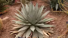 Agave parryi