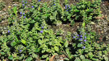 Ajuga reptans