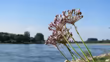 Allium angulosum