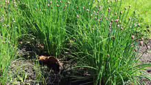 Allium schoenoprasum