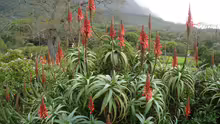 Aloe arborescens