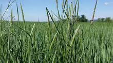 Alopecurus myosuroides