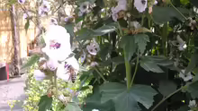 Althaea officinalis
