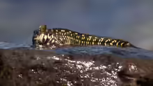 Alticus anjouanae