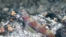 Amblyeleotris latifasciata