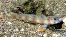 Amblyeleotris steinitzi