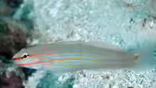 Amblygobius decussatus