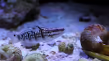 Amblygobius phalaena