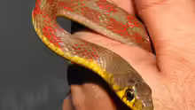 Amphiesma stolata