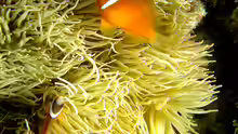 Amphiprion barberi