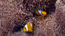 Amphiprion chagosensis