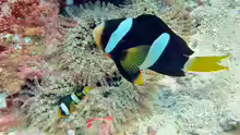 Amphiprion clarkii