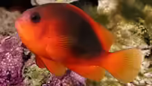 Amphiprion ephippium
