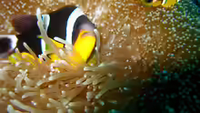 Amphiprion fuscocaudatus