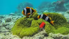Amphiprion latifasciatus
