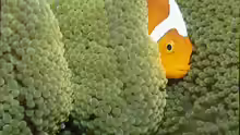 Amphiprion leucokranos