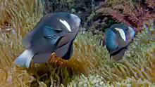 Amphiprion mccullochi