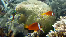 Amphiprion melanopus