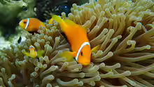 Amphiprion nigripes