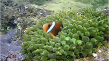 Amphiprion omanensis