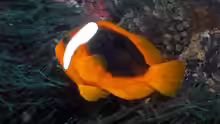 Amphiprion rubrocinctus