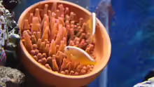 Amphiprion sandaracinos