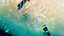 Amphiprion sebae