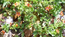 Anagallis arvensis