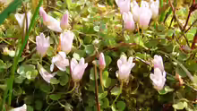 Anagallis tenella