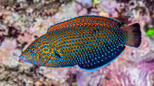 Anampses caeruleopunctatus