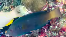 Anampses geographicus