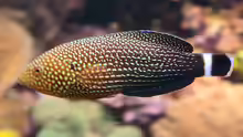 Anampses lineatus