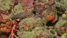 Anampses melanurus