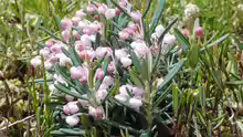 Andromeda polifolia