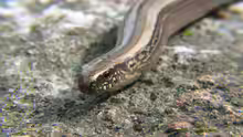 Anguis fragilis