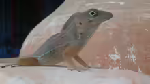 Anolis cybotes