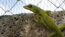 Anolis extremus