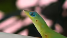 Anolis trinitatis