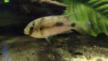 Anomalochromis thomasi