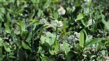 Antennaria plantaginifolia