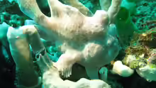 Antennarius commerson