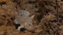 Antennarius randalli