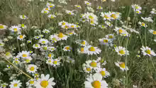 Anthemis arvensis