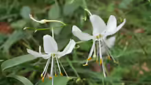 Anthericum ramosum