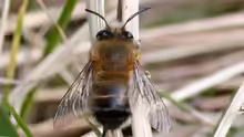 Anthophora plumipes