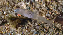 Aphia minuta