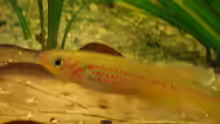 Fundulopanchax amieti