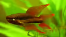 Aphyosemion bivittatum