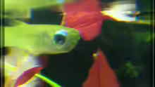 Aplocheilichthys normani
